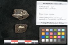 Foto (Objekt + Etikett) von Penteune clarkei F.V. Mueller (NHMW-GEO-2024-0188-10430)